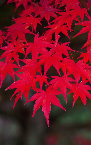 秋天红叶高清手机壁纸(4)