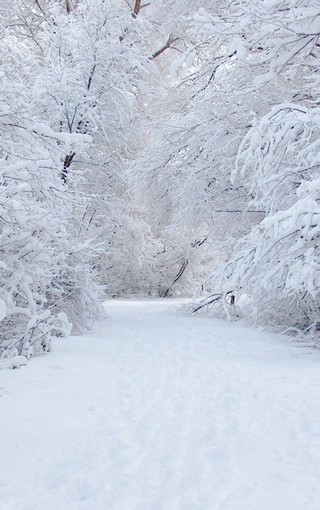 初冬的雪唯美景色壁纸(11)