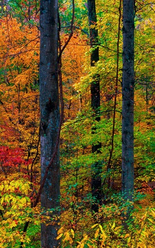 秋天的树林自然风景壁纸(3)