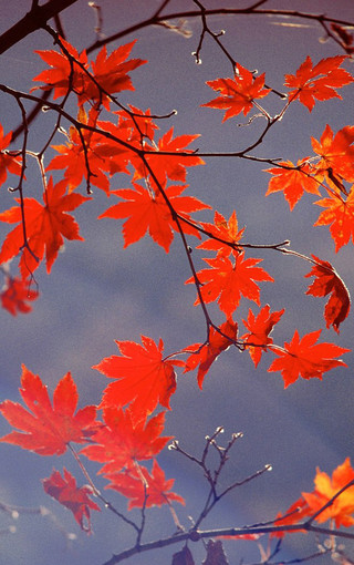 秋天红叶高清手机壁纸