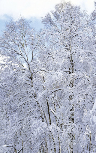 魅力震撼的雪景图片壁纸图集(2)