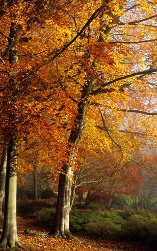 秋天的树林自然风景壁纸(4)