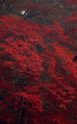 秋日红色主题风景高清壁纸(4)