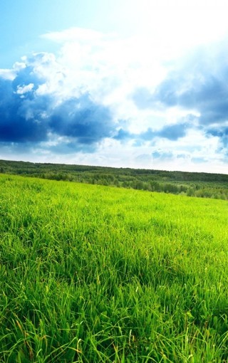 绿色风景唯美壁纸图片(3)