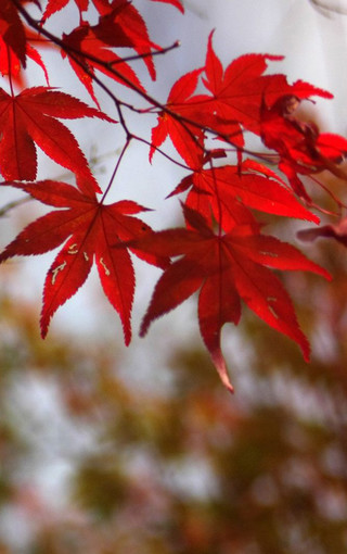 秋天红叶高清手机壁纸(3)