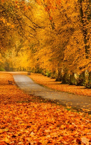 秋季自然景观手机壁纸