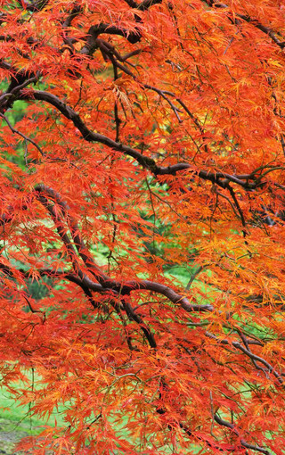 秋天红叶高清手机壁纸(9)