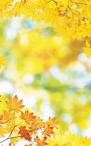 秋天的树林自然风景壁纸(10)