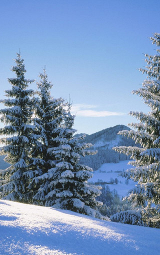 冬季美丽的雪景手机壁纸下载(8)