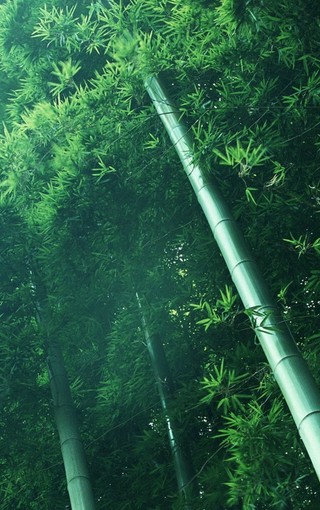 竹林唯美风景手机壁纸