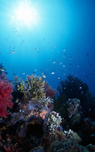 海底世界水母iPhone手机壁纸(8)