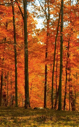 秋天的树林自然风景壁纸(6)