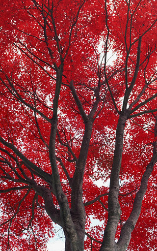 秋日红色主题风景高清壁纸(7)