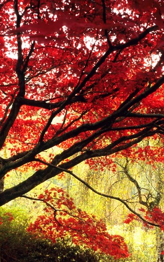 秋天的树林自然风景壁纸(8)