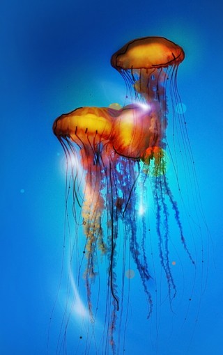 海底世界水母iPhone手机壁纸