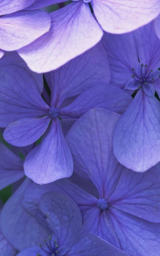 紫色植物手机高清壁纸(5)