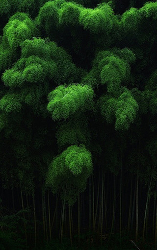 绿色美景安卓手机壁纸