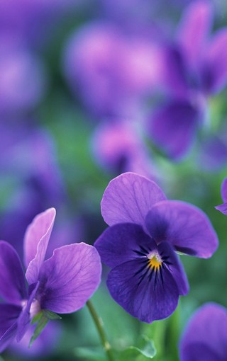 紫色植物手机高清壁纸