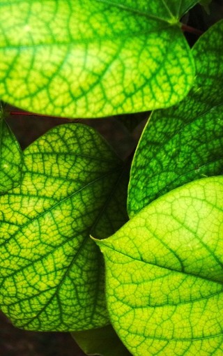 高清绿色的植物手机壁纸(3)