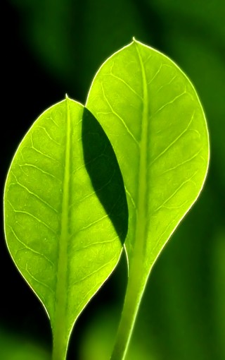 绿色的植物手机壁纸下载