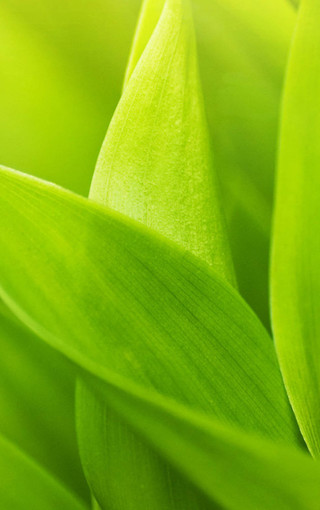 高清绿色的植物手机壁纸(8)