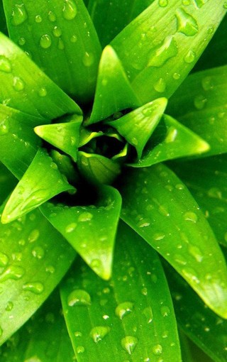 绿色植物手机壁纸