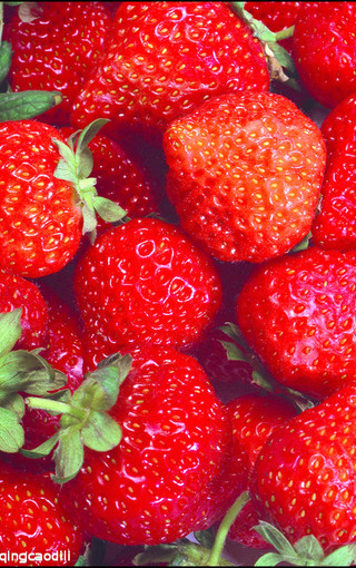 新鲜的草莓手机壁纸(7)