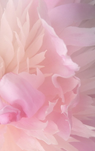 唯美花卉手机壁纸图片(3)