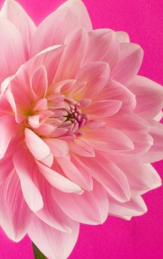 美丽花朵特写iPhone 5S手机壁纸(11)