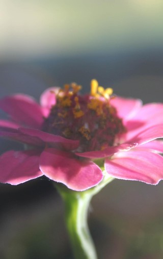 花朵摄影手机壁纸(8)