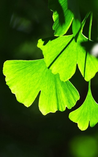 高清绿色植物 手机壁纸(2)