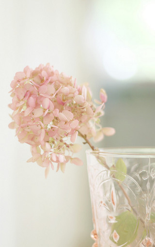 窗台上唯美的花儿壁纸(4)