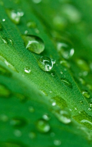 高清绿色植物 手机壁纸(3)