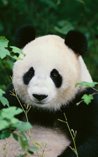 可爱熊猫手机壁纸(7)