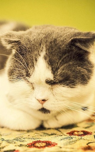 可爱的小猫iPhone4S手机壁纸(3)