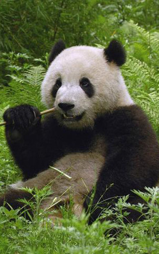 可爱熊猫手机壁纸(4)
