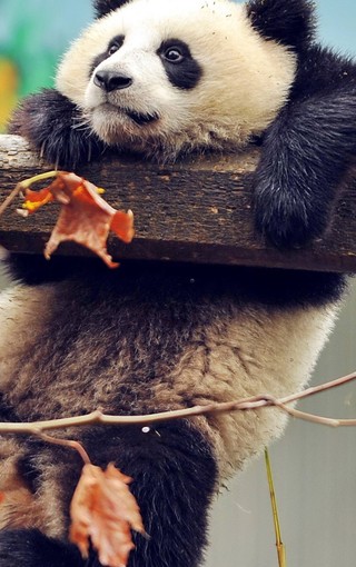 可爱熊猫手机壁纸(5)