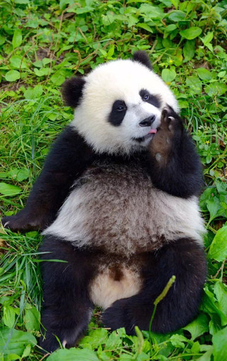 可爱熊猫手机壁纸(8)