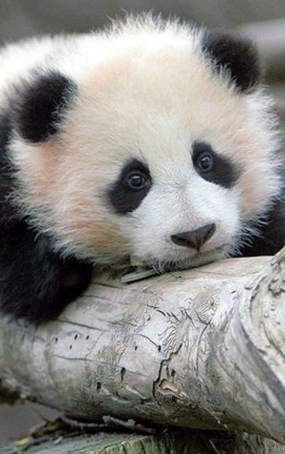 可爱熊猫手机壁纸(6)