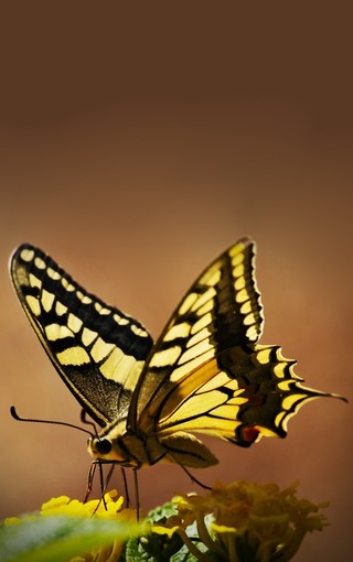 蝴蝶唯美写真手机壁纸(8)