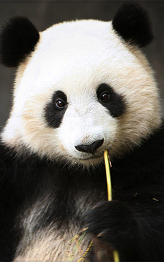 可爱熊猫手机壁纸(3)
