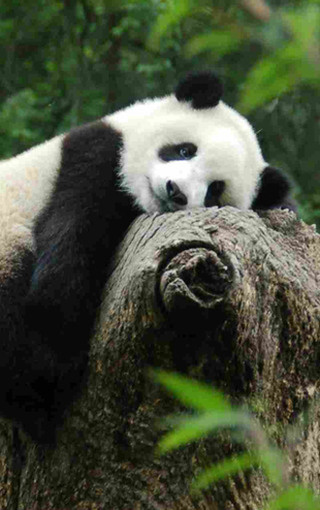 可爱熊猫手机壁纸(10)