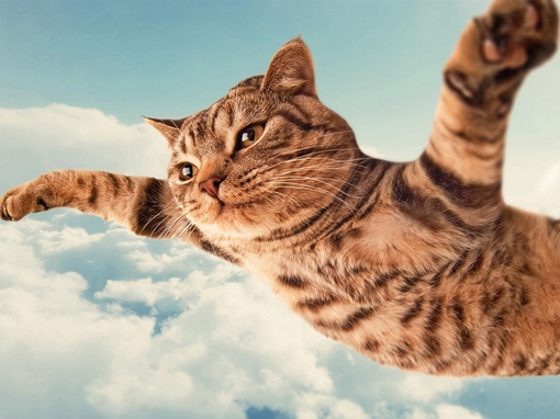 一只会飞的猫咪全身毛茸茸的非常文静