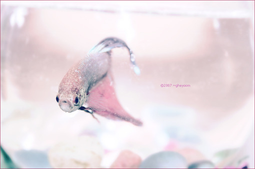 追逐飞跃沉入可爱的小金鱼(5)