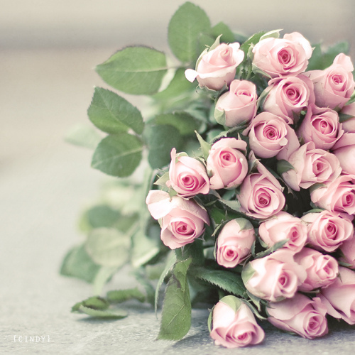 唯美的玫瑰花花束图片(3)