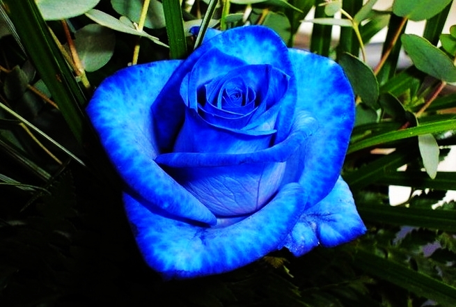 蓝色玫瑰花图片(3)