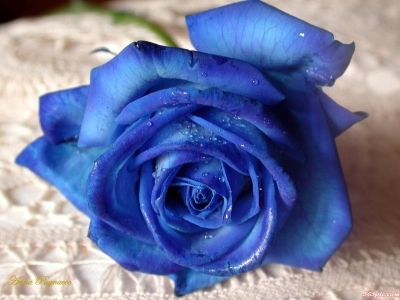 蓝色玫瑰花图片(7)
