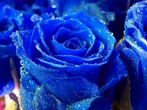 蓝色玫瑰花图片(5)
