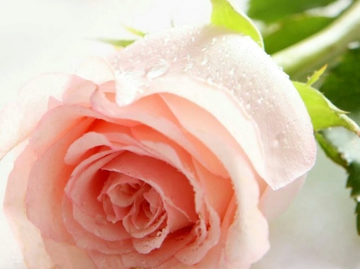 粉色玫瑰花图片素材(3)