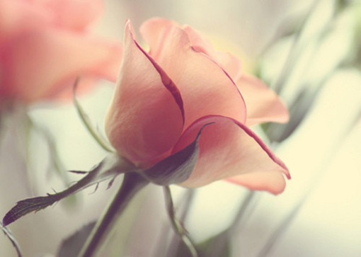 粉色玫瑰花图片素材(2)